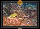 2007 Maldives 054