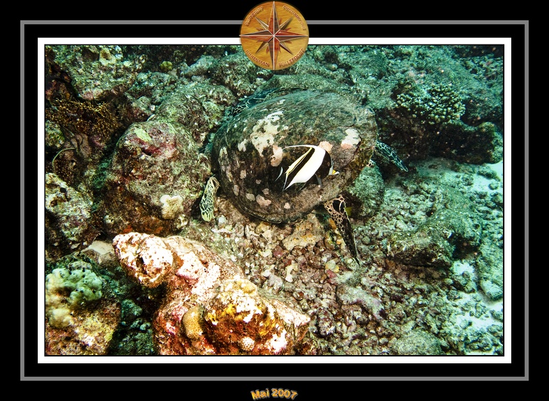 2007 Maldives 055