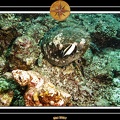 2007 Maldives 055