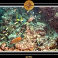 2007 Maldives 058