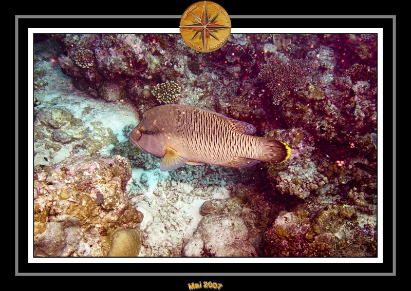 2007 Maldives 059