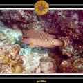 2007 Maldives 059