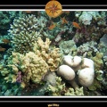 2007 Maldives 061