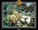 2007 Maldives 061