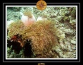 2007 Maldives 062