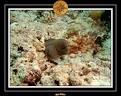 2007 Maldives 063
