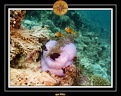 2007 Maldives 065