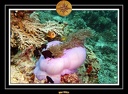 2007 Maldives 066