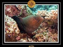 2007 Maldives 067