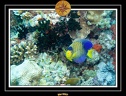 2007 Maldives 068