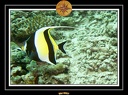 2007 Maldives 069