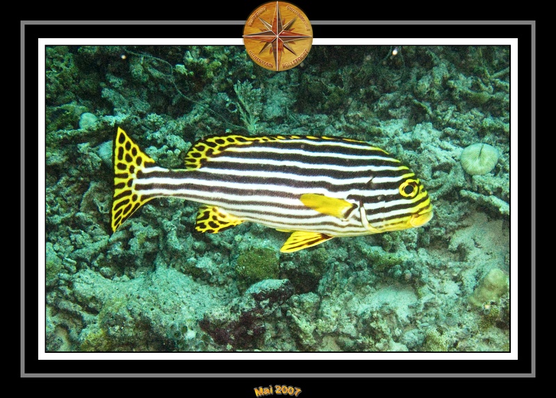 2007 Maldives 070
