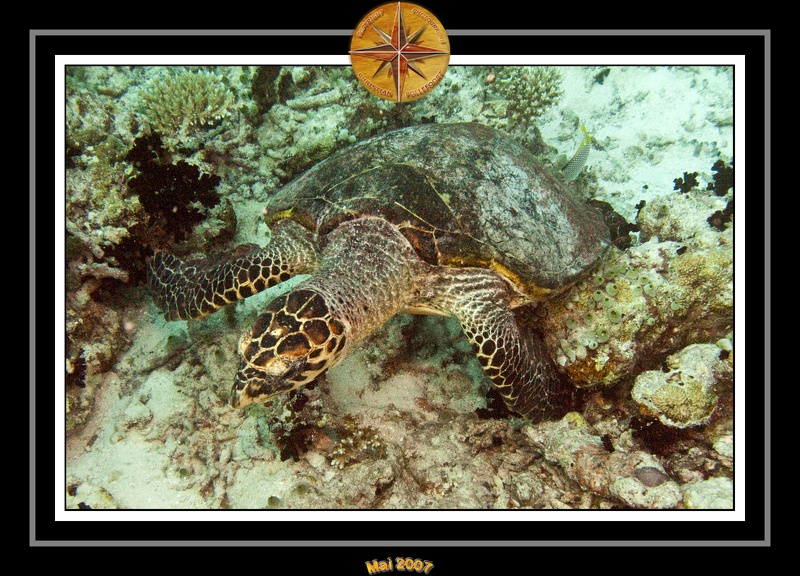 2007 Maldives 073