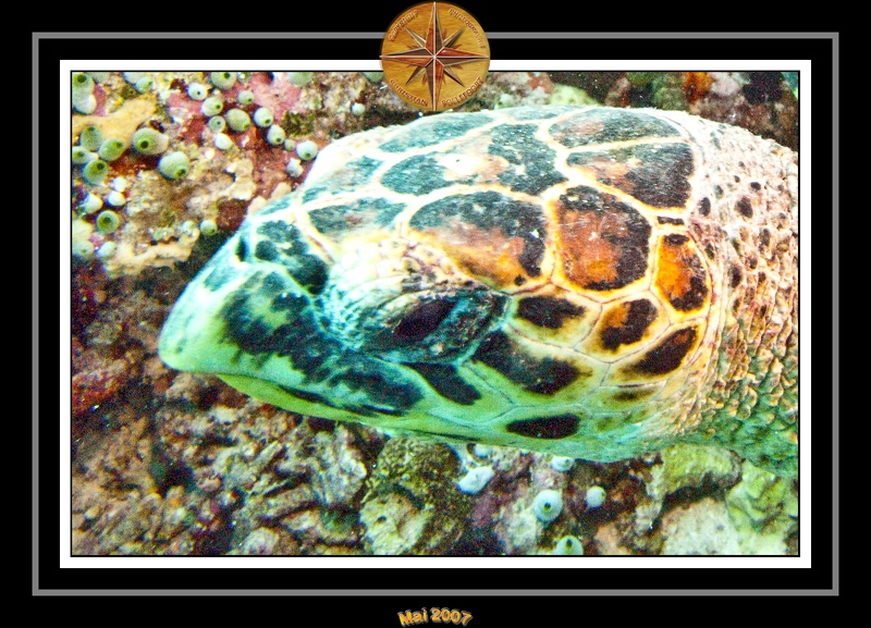 2007 Maldives 077
