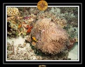 2007 Maldives 078