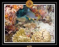 2007 Maldives 080