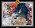 2007 Maldives 081
