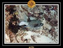 2007 Maldives 084