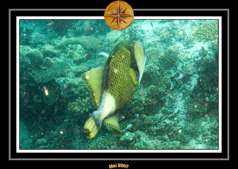 2007 Maldives 085