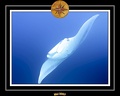 Maldives 07 Mantas 01