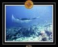 Maldives 07 Mantas 02