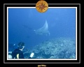 Maldives 07 Mantas 03