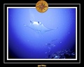 Maldives 07 Mantas 04