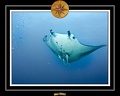 Maldives 07 Mantas 05