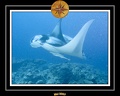 Maldives 07 Mantas 11