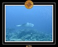 Maldives 07 Mantas 12