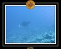 Maldives 07 Mantas 13