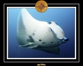 Maldives 07 Mantas 20