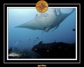 Maldives 07 Mantas 24
