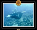 Maldives 07 Mantas 26