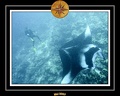 Maldives 07 Mantas 27