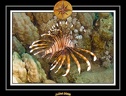 2008 egypte el qoseir 001