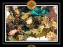 2008 egypte el qoseir 003