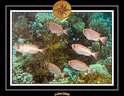 2008 egypte el qoseir 004