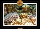 2008 egypte el qoseir 006