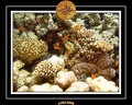 2008 egypte el qoseir 010