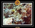2008 egypte el qoseir 011