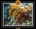 2008 egypte el qoseir 012