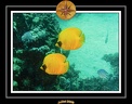 2008 egypte el qoseir 013