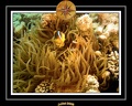 2008 egypte el qoseir 015