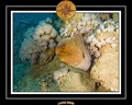 2008 egypte el qoseir 016