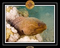 2008 egypte el qoseir 018