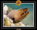 2008 egypte el qoseir 019