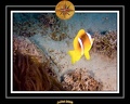 2008 egypte el qoseir 020