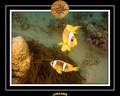 2008 egypte el qoseir 021