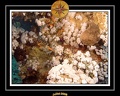 2008 egypte el qoseir 023